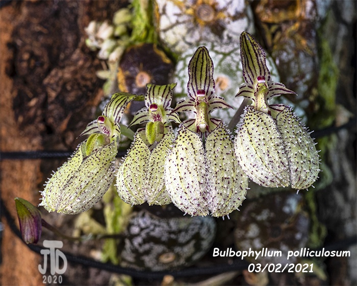 Name:  Bulbophyllum polliculosum5 03022021.jpg
Views: 1496
Size:  198.5 KB