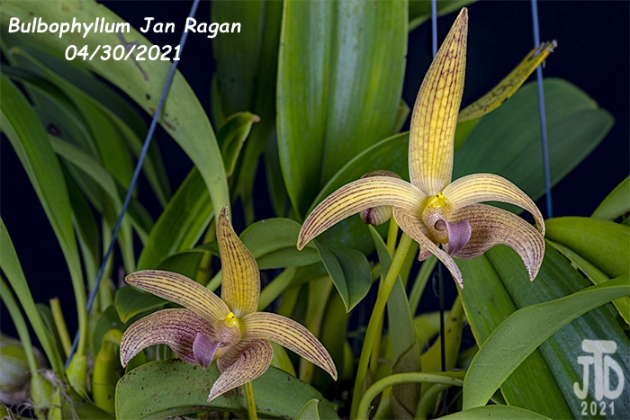 Name:  Bulbophyllum Jan Ragan (lobbii 'Kathy's Gold' AM-AOS X B. facetum 'Wright'}3 04302021.jpg
Views: 339
Size:  144.0 KB