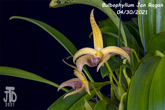 Name:  Bulbophyllum Jan Ragan (lobbii 'Kathy's Gold' AM-AOS X B. facetum 'Wright'}4 04302021.jpg
Views: 527
Size:  122.7 KB