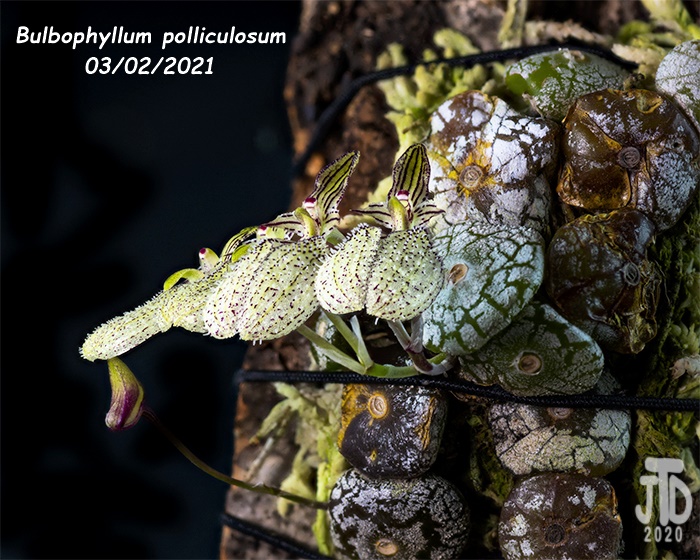 Name:  Bulbophyllum polliculosum4 03022021.jpg
Views: 1209
Size:  190.6 KB