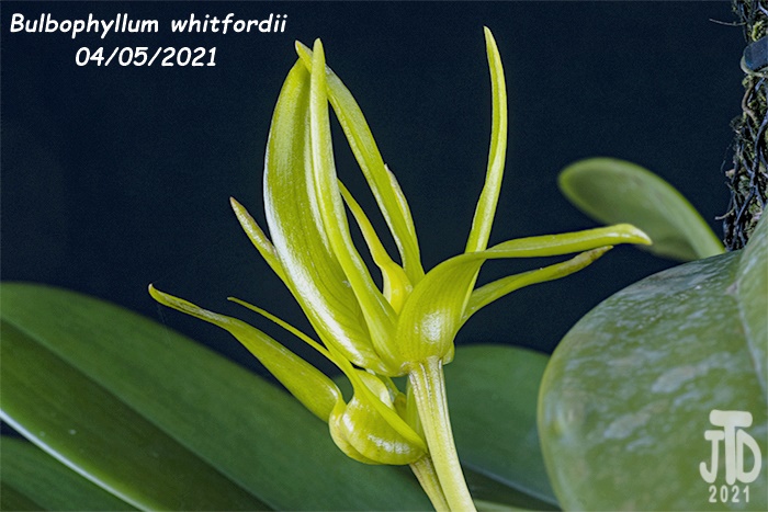 Name:  Bulbophyllum whitfordii1 04052021.jpg
Views: 362
Size:  139.6 KB