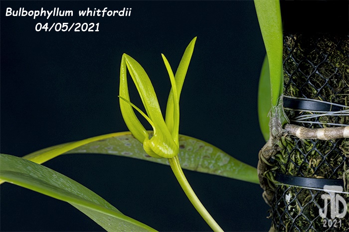 Name:  Bulbophyllum whitfordii3 04052021.jpg
Views: 619
Size:  129.8 KB