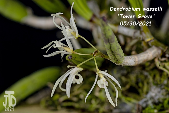 Name:  Dendrobium wassellii 'Tower Grove'1 05302021.jpg
Views: 2152
Size:  112.7 KB
