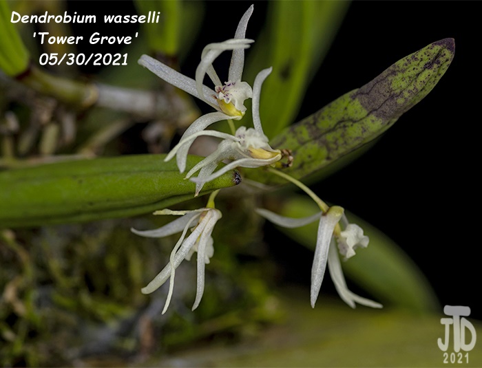 Name:  Dendrobium wassellii 'Tower Grove'2 05302021.jpg
Views: 2181
Size:  105.4 KB