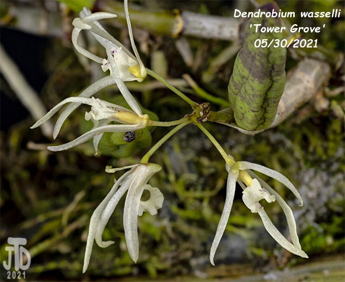 Name:  Dendrobium wassellii 'Tower Grove'3 05302021.jpg
Views: 1855
Size:  159.9 KB