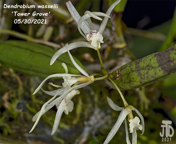 Name:  Dendrobium wassellii 'Tower Grove'4 05302021.jpg
Views: 1460
Size:  150.4 KB