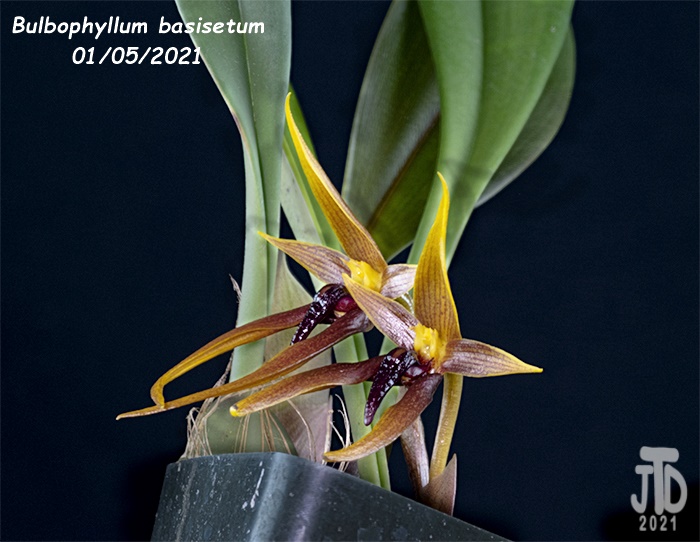 Name:  Bulbophyllum basisetum2 01052021.jpg
Views: 631
Size:  129.4 KB