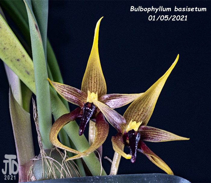 Name:  Bulbophyllum basisetum3 01052021.jpg
Views: 1263
Size:  166.2 KB