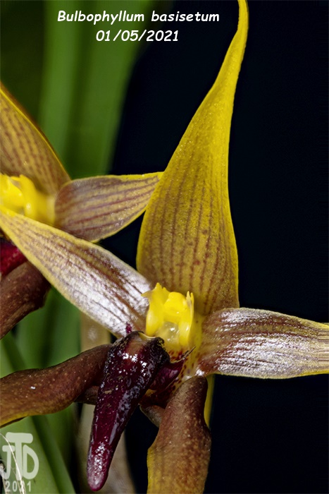 Name:  Bulbophyllum basisetum5 01052021.jpg
Views: 833
Size:  164.4 KB