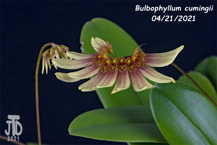 Name:  Bulbophyllum cumingii5 04212021.jpg
Views: 969
Size:  128.6 KB