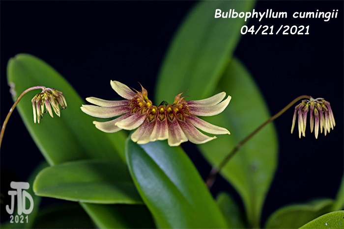 Name:  Bulbophyllum cumingii3 04212021.jpg
Views: 1150
Size:  97.1 KB