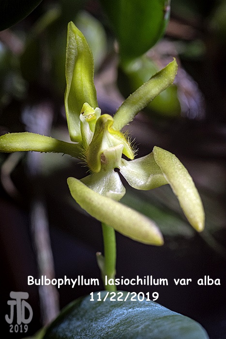 Name:  Bulbophyllum lasiochillum var alba4 11212019.jpg
Views: 98
Size:  127.9 KB