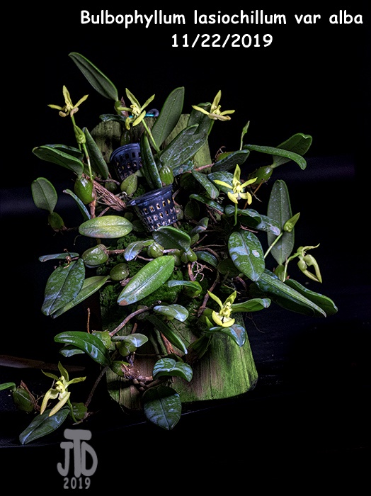 Name:  Bulbophyllum lasiochillum var alba1 11212019.jpg
Views: 148
Size:  157.3 KB