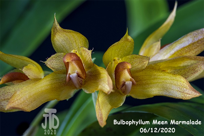Name:  Bulbophyllum Meen Marmalade2 06122020.jpg
Views: 494
Size:  119.8 KB
