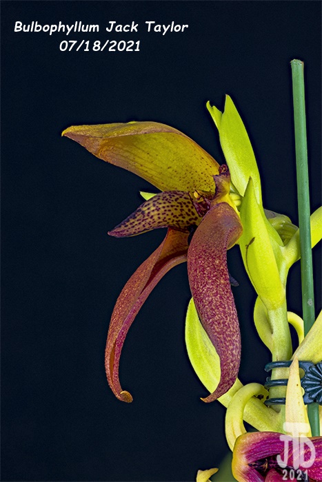 Name:  Bulbophyllum Jack Taylor2 07182021.jpg
Views: 3822
Size:  127.1 KB