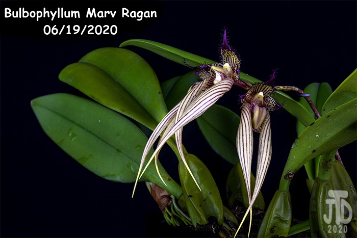 Name:  Bulbophyllum Marv Ragan3 06182020.jpg
Views: 1476
Size:  134.9 KB