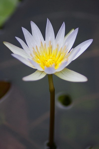Name:  small_water_lily.jpg
Views: 1020
Size:  45.6 KB