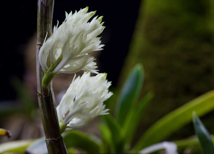 Name:  Dendrobium purpureum alba.jpg
Views: 213
Size:  375.6 KB