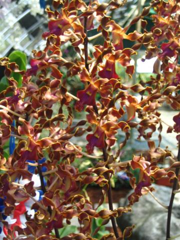 Name:  Dendrobium Lasianthera2 (Small).jpg
Views: 4687
Size:  57.2 KB