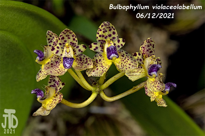Name:  Bulbophyllum violaceolabellum1 06112021.jpg
Views: 1637
Size:  137.7 KB