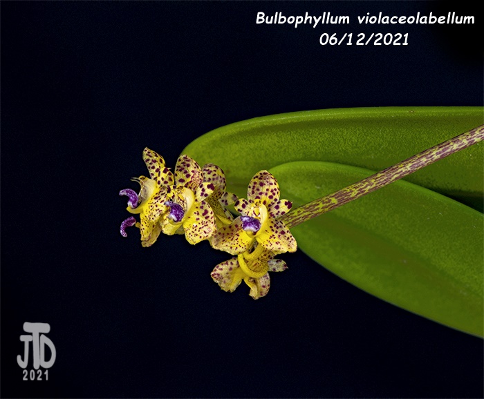 Name:  Bulbophyllum violaceolabellum4 06112021.jpg
Views: 1382
Size:  135.7 KB