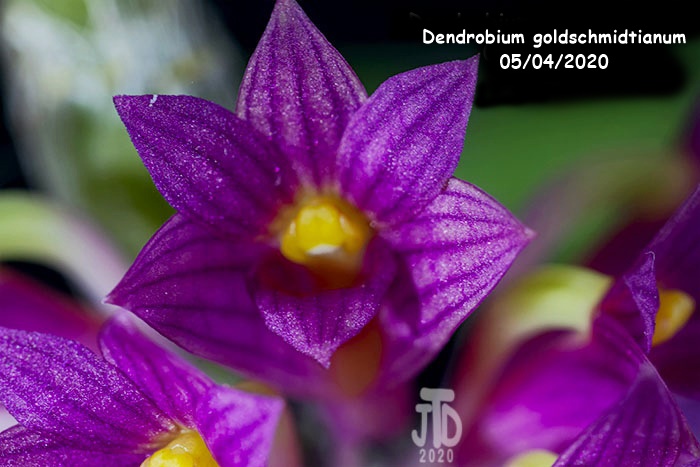 Name:  Dendrobium goldschmidtianum2 05032020.jpg
Views: 254
Size:  116.2 KB