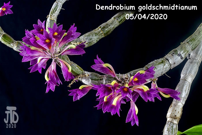 Name:  Dendrobium goldschmidtianum3 05032020.jpg
Views: 175
Size:  132.4 KB