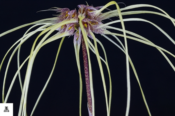 Name:  Bulbophyllum Lion King X Bulbo medusae2 12202018.jpg
Views: 123
Size:  253.7 KB