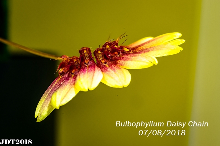 Name:  Bulbophyllum Daisy Chain2 100mm 070818.jpg
Views: 523
Size:  193.4 KB
