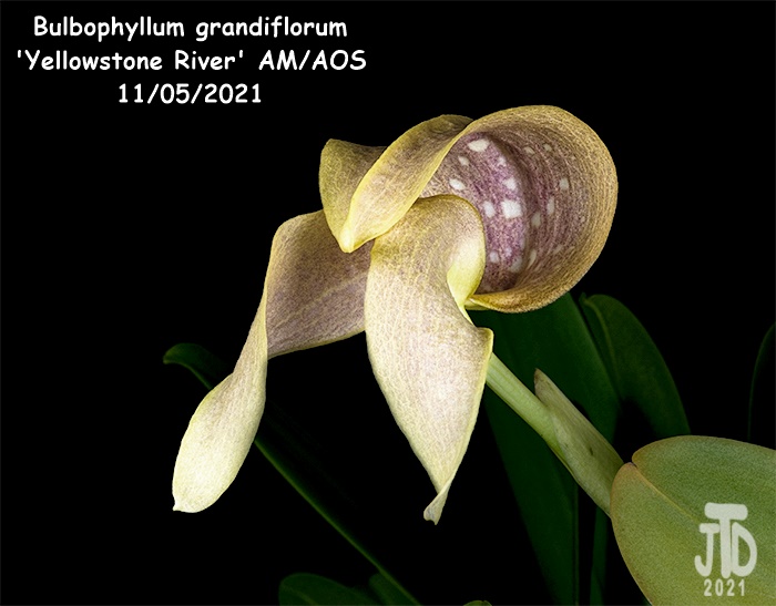Name:  Bulbophyllum grandiflorum 'Yellowstone River' AMAOS4 11052021.jpg
Views: 352
Size:  98.8 KB