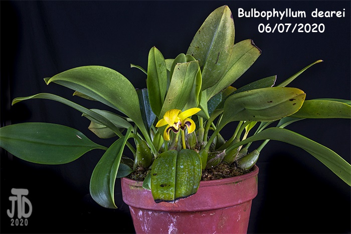 Name:  Bulbophyllum dearei1 06052020.jpg
Views: 169
Size:  182.4 KB