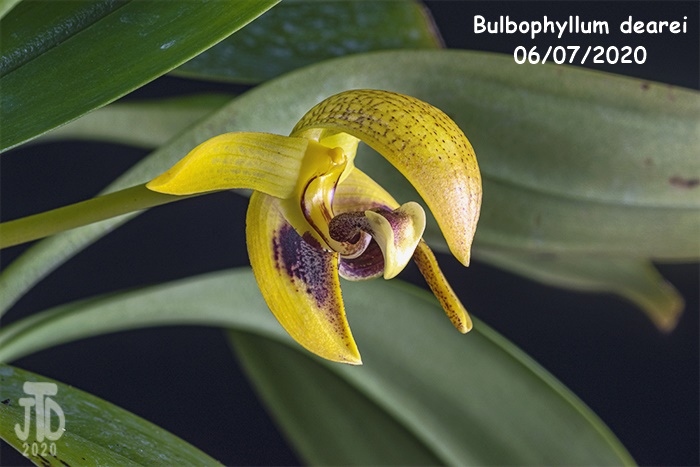 Name:  Bulbophyllum dearei3 06052020.jpg
Views: 121
Size:  112.5 KB