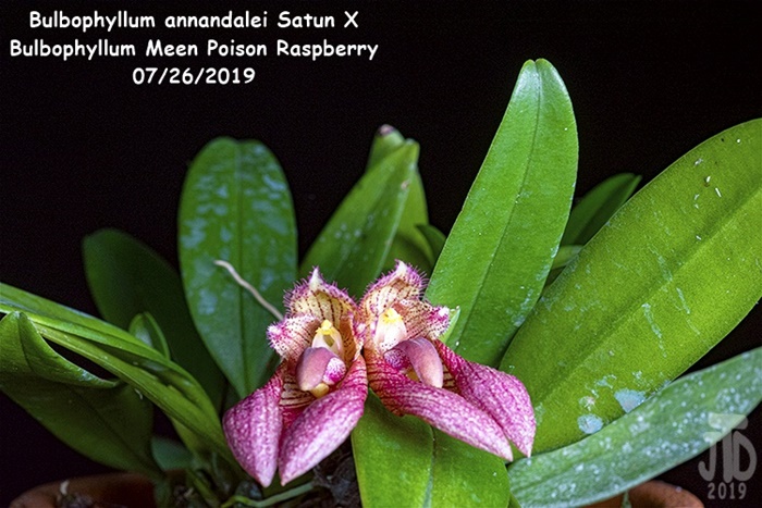 Name:  Bulbophyllum annandalei Satun X Bulbo. Meen Poison Raspberry1 07262019.jpg
Views: 924
Size:  151.8 KB