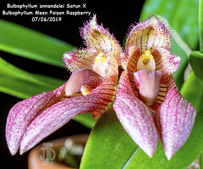 Name:  Bulbophyllum annandalei Satun X Bulbo. Meen Poison Raspberry4 07262019.jpg
Views: 1206
Size:  197.6 KB
