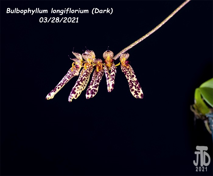 Name:  Bulbophyllum longiflorium (Dark)2 03282021.jpg
Views: 367
Size:  92.2 KB