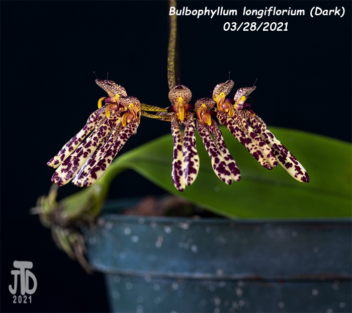 Name:  Bulbophyllum longiflorium (Dark)3 03282021.jpg
Views: 1031
Size:  124.8 KB