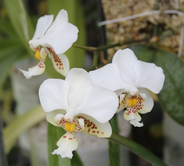 Name:  Phalaenopsis_stuartiana_crop6x6.jpg
Views: 760
Size:  65.7 KB
