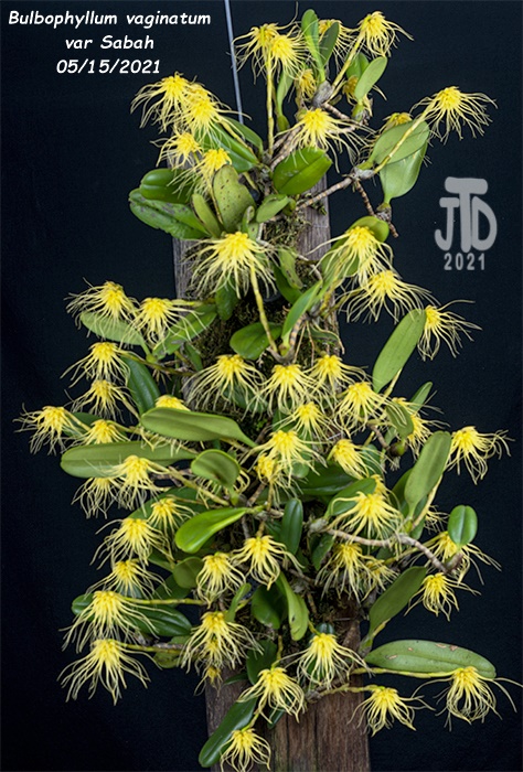 Name:  Bulbophyllum vaginatum var Sabah1 05152021.jpg
Views: 836
Size:  201.7 KB