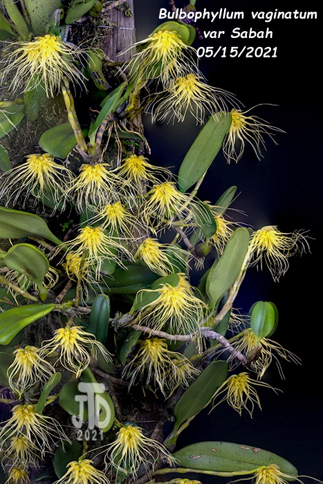 Name:  Bulbophyllum vaginatum var Sabah2 05152021.jpg
Views: 856
Size:  215.0 KB