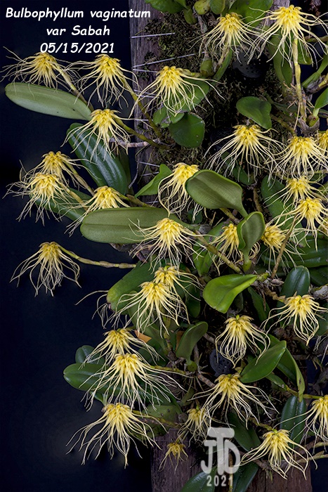 Name:  Bulbophyllum vaginatum var Sabah3 05152021.jpg
Views: 846
Size:  228.7 KB