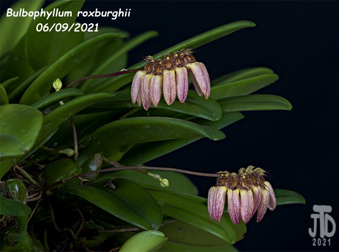 Name:  Bulbophyllum roxburghii2 06092021.jpg
Views: 1580
Size:  151.4 KB