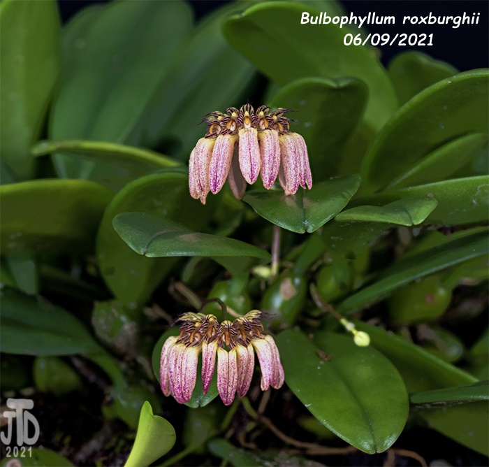 Name:  Bulbophyllum roxburghii3 06092021.jpg
Views: 494
Size:  150.7 KB