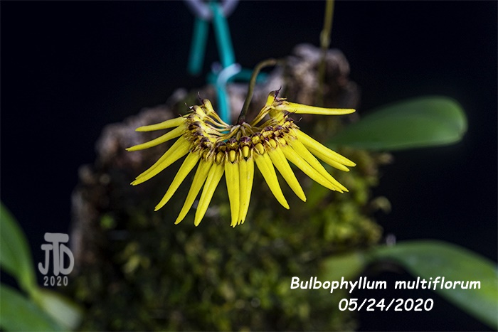 Name:  Bulbophyllum multiflorum4 05242020.jpg
Views: 803
Size:  102.4 KB