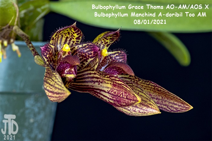 Name:  Bulbophyllum Grace Thoms AO-AMAOS X B. Manchind A-doribil Too AM1 07292021.jpg
Views: 499
Size:  138.1 KB
