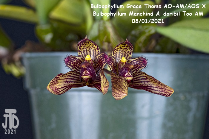Name:  Bulbophyllum Grace Thoms AO-AMAOS X B. Manchind A-doribil Too AM3 07292021.jpg
Views: 470
Size:  121.2 KB