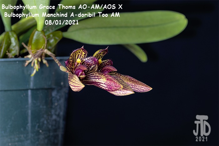 Name:  Bulbophyllum Grace Thoms AO-AMAOS X B. Manchind A-doribil Too AM4 07292021.jpg
Views: 474
Size:  90.9 KB