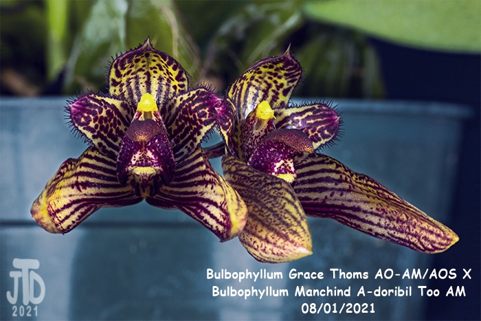 Name:  Bulbophyllum Grace Thoms AO-AMAOS X B. Manchind A-doribil Too AM5 07292021.jpg
Views: 502
Size:  145.6 KB
