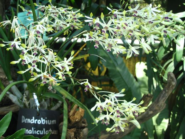 Name:  Dendrobium Canacaliculatum (Small).jpg
Views: 4394
Size:  78.1 KB