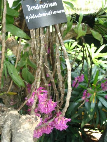 Name:  Dendrobium Goldschmidtianum1 (Small).jpg
Views: 4540
Size:  49.1 KB
