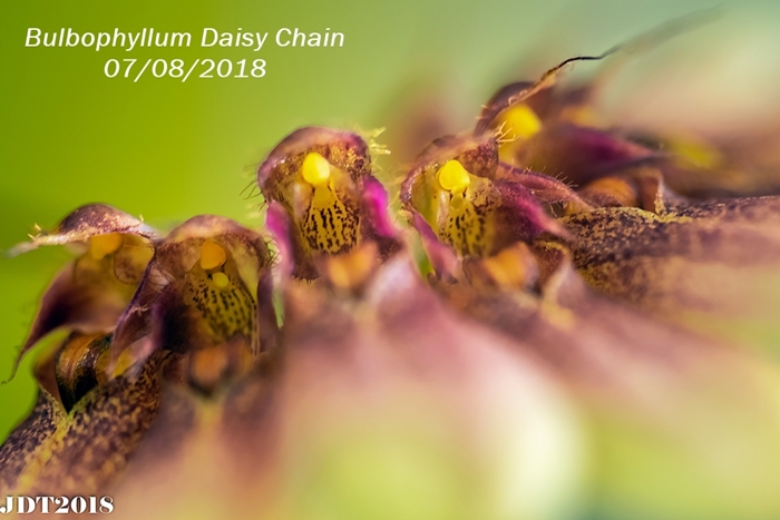 Name:  Bulbophyllum Daisy Chain1 100mm 070818.jpg
Views: 542
Size:  210.2 KB